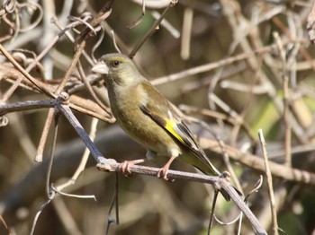 カワラヒワ 観音崎公園 2024年3月30日(土)