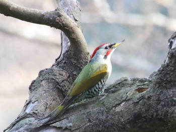 アオゲラ 観音崎公園 2024年3月30日(土)