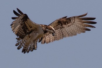 Osprey 島田川河口(山口県) Fri, 3/29/2024