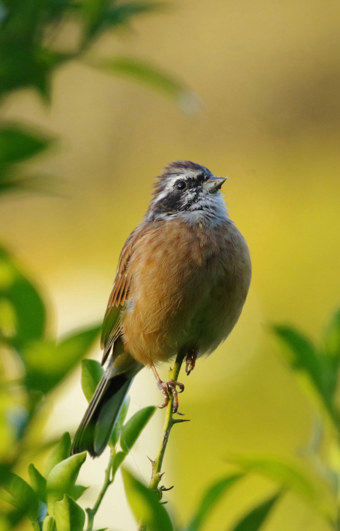 Meadow Bunting