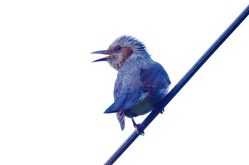 Brown-eared Bulbul 福島市信夫山 Thu, 10/21/2021