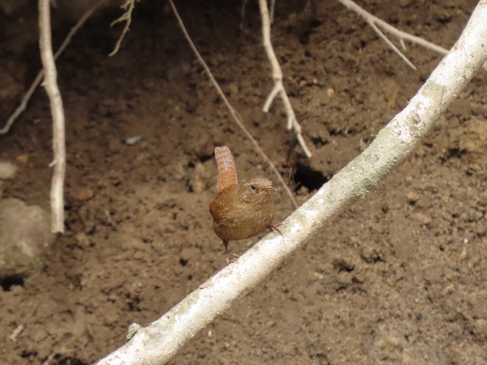 Eurasian Wren