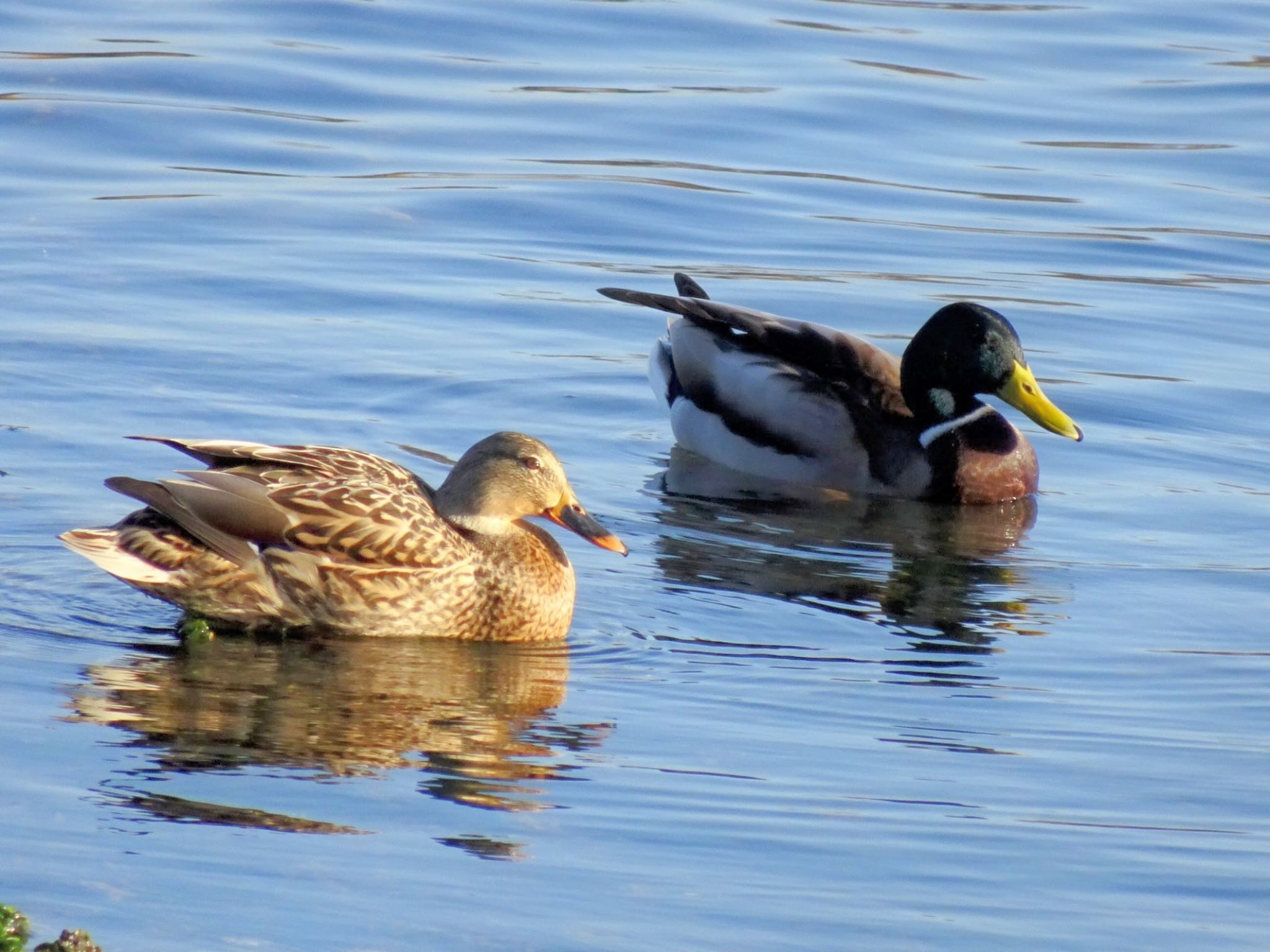 Mallard