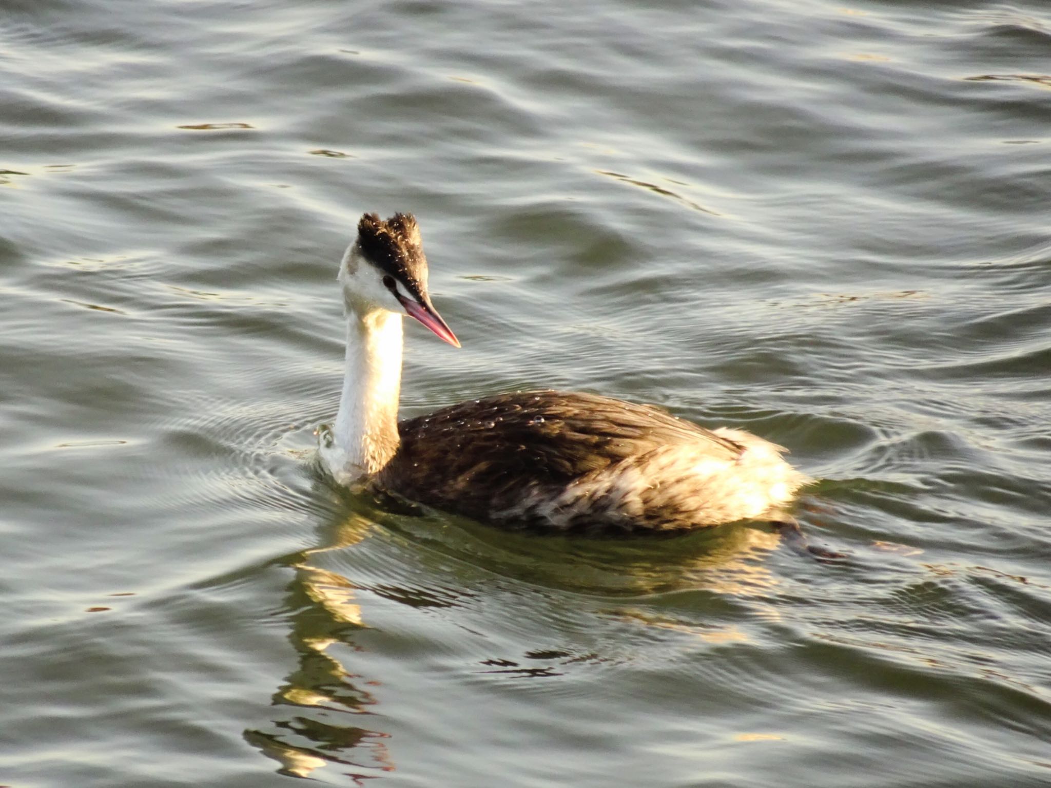 Great Crested Grebe