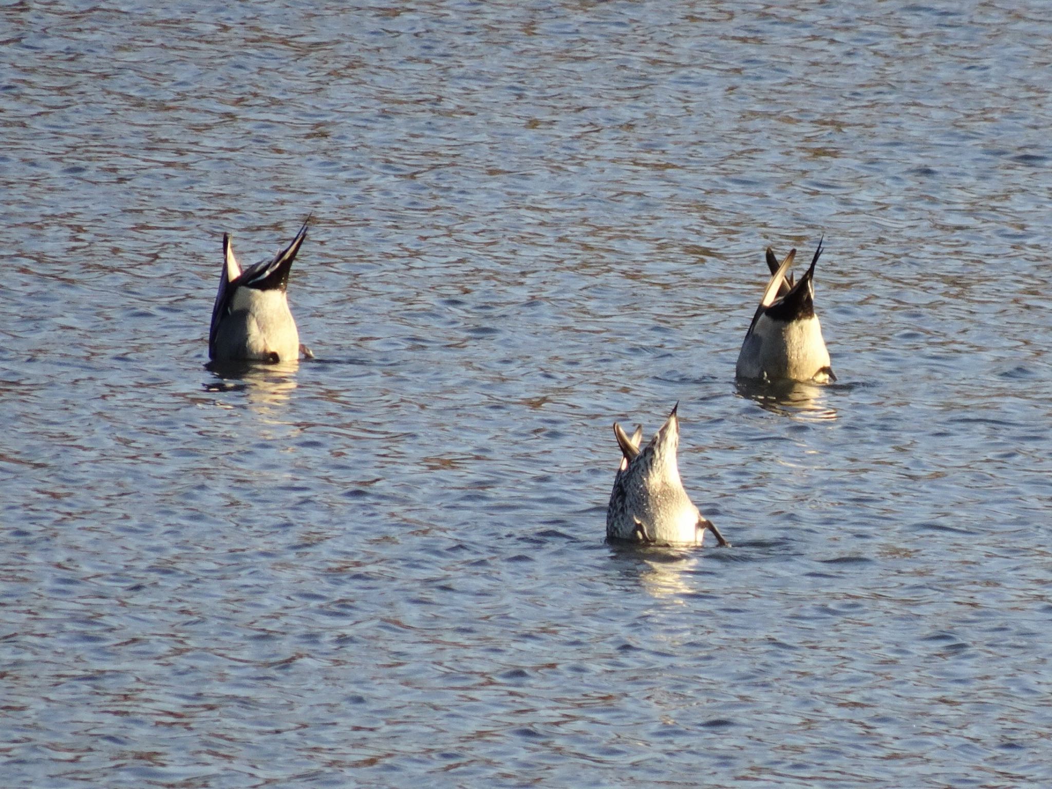 Northern Pintail