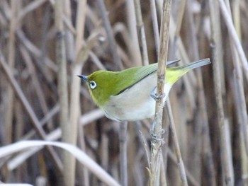 2023年12月9日(土) 谷津干潟の野鳥観察記録