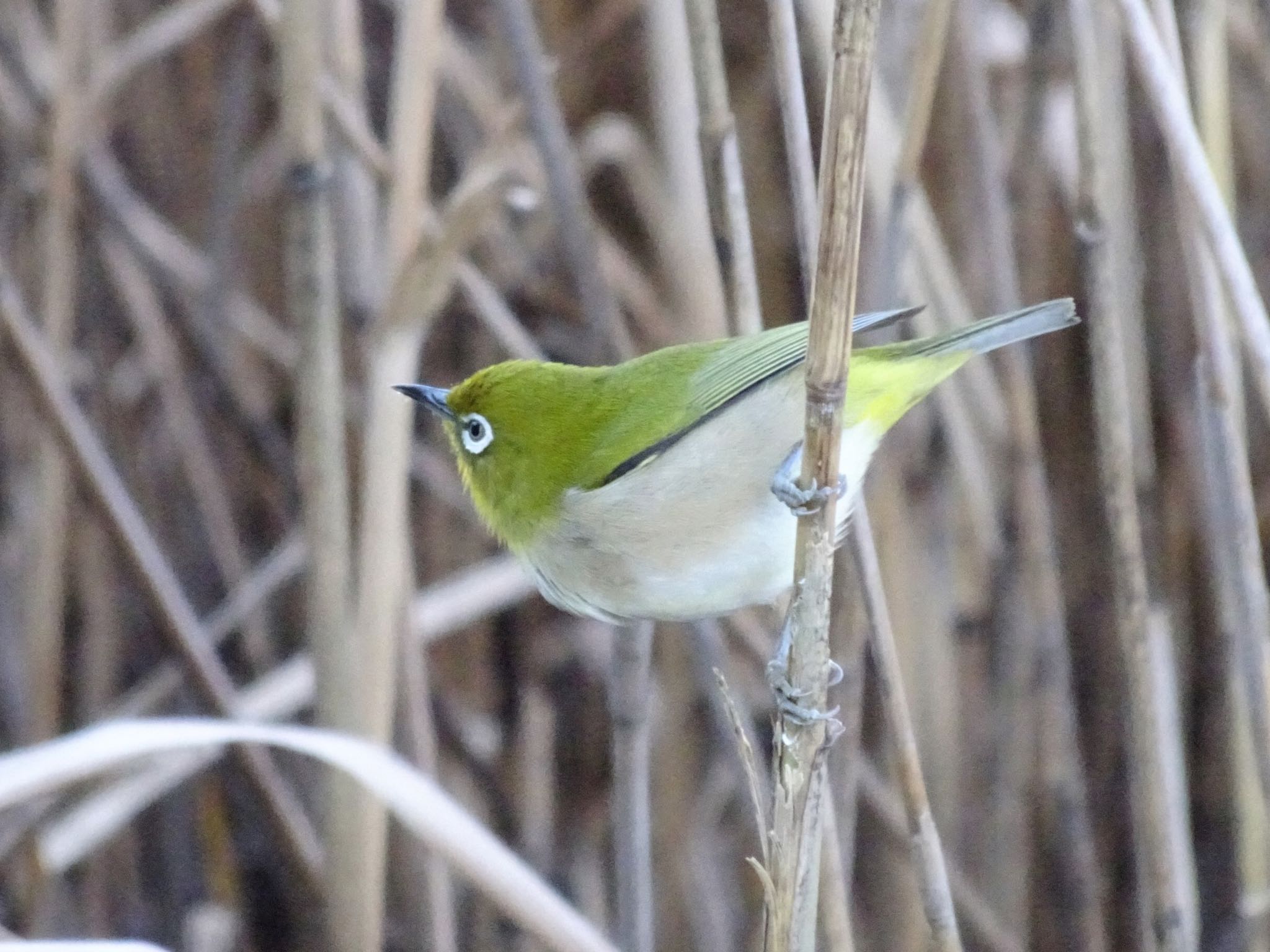 Warbling White-eye