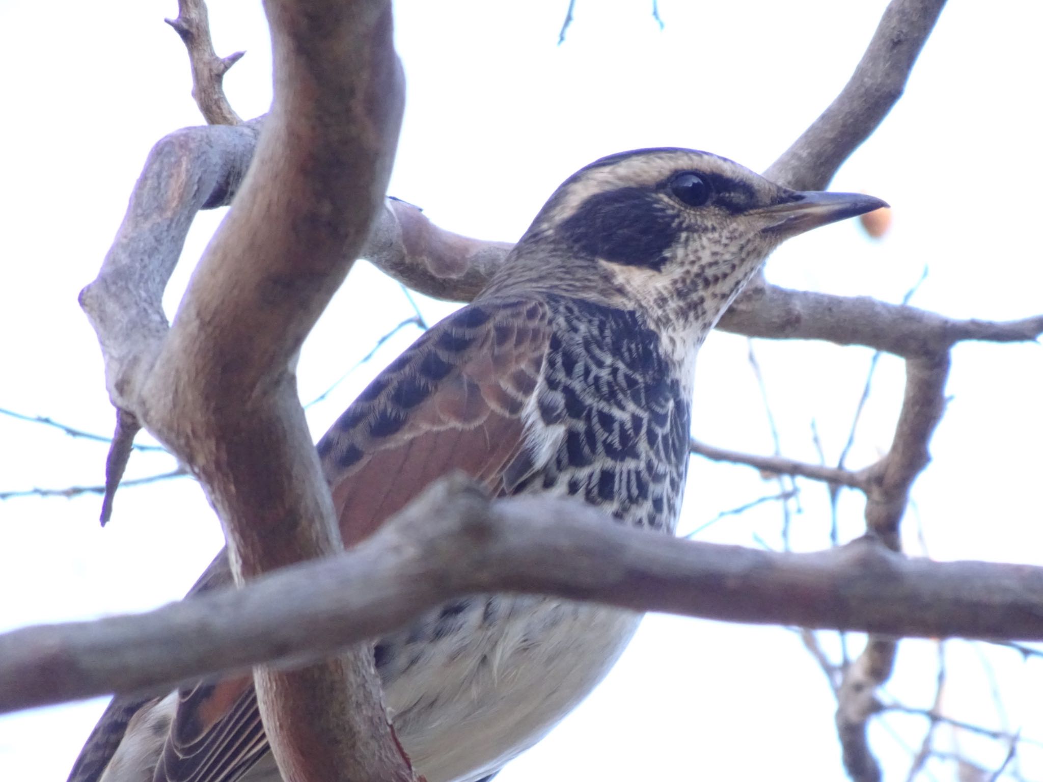 Dusky Thrush