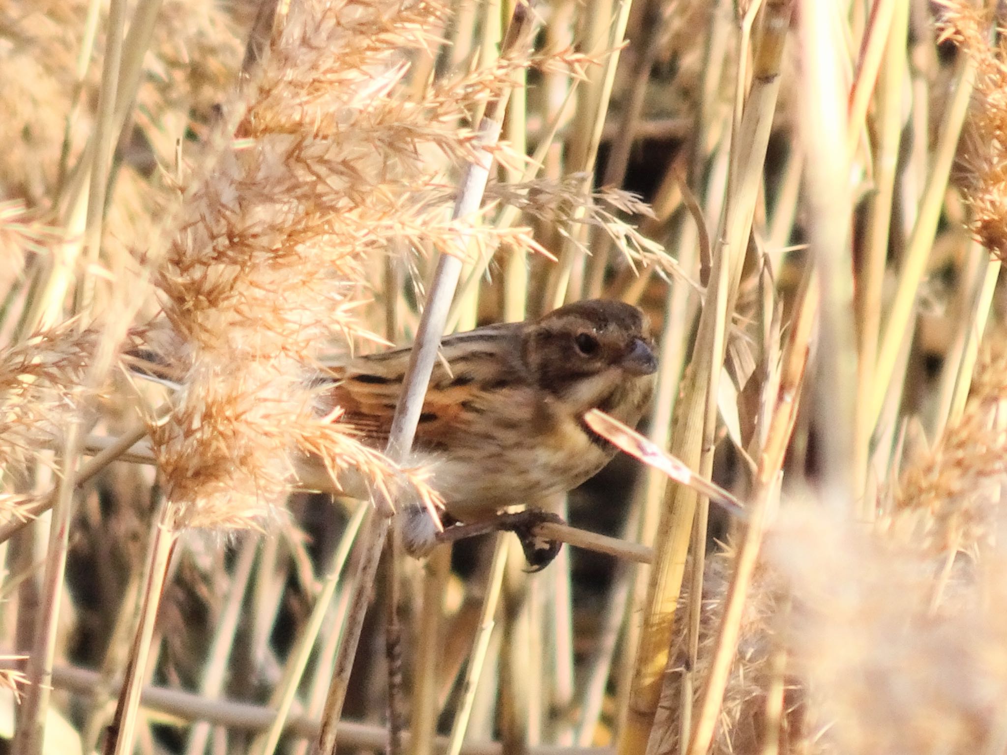 Common Reed Bunting