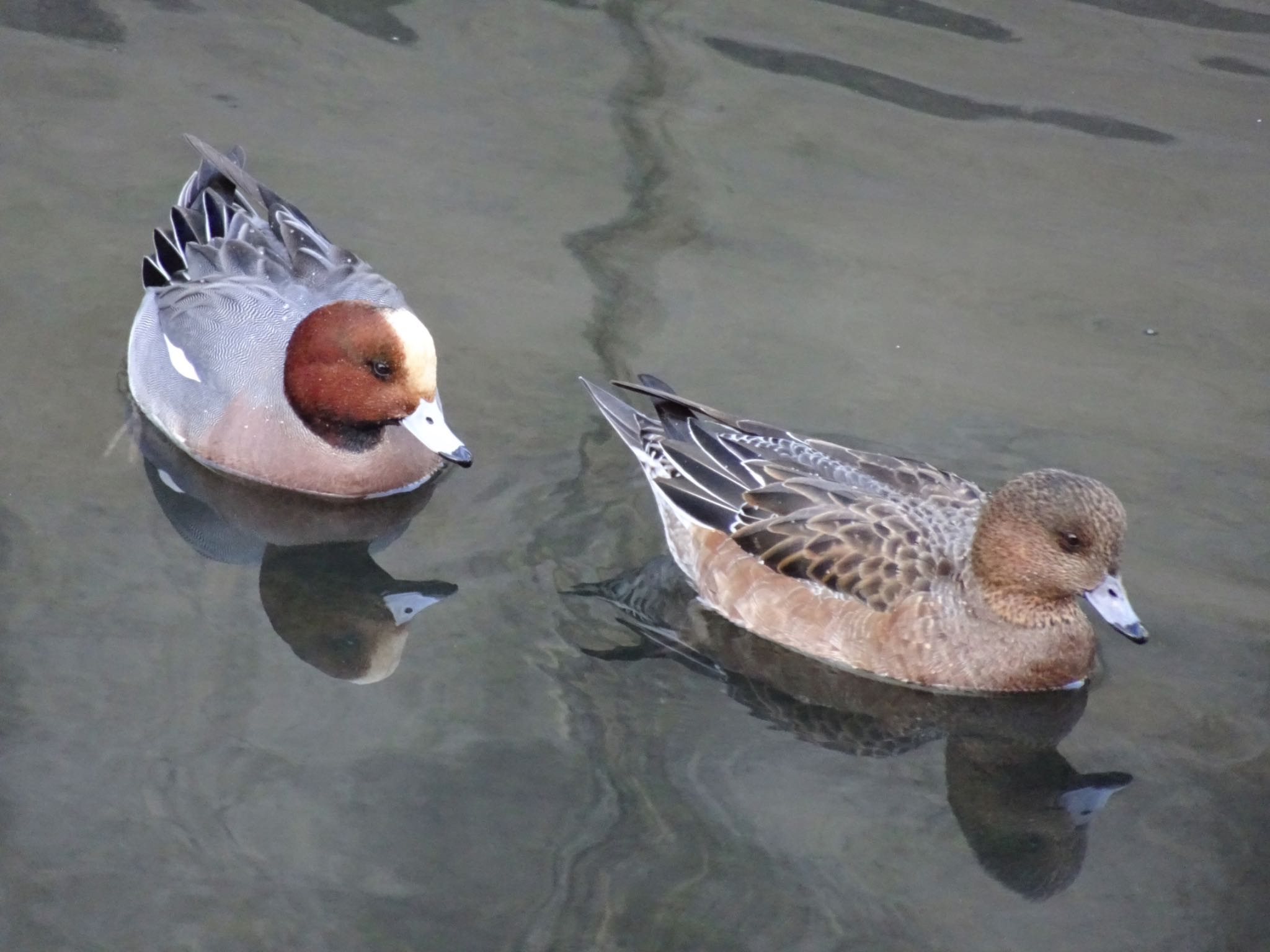 Eurasian Wigeon