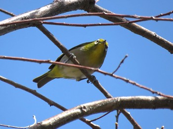 Warbling White-eye 自宅近辺 Sat, 3/30/2024