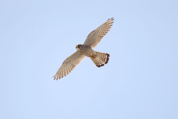 Common Kestrel 手取川 Sat, 3/30/2024