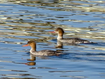 ウミアイサ ふなばし三番瀬海浜公園 2023年12月9日(土)