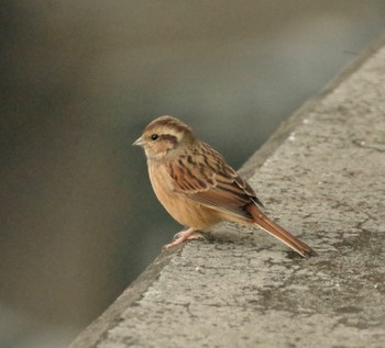 Meadow Bunting 福島市信夫山 Fri, 10/22/2021