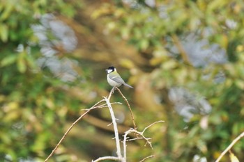 Japanese Tit 福島市信夫山 Fri, 10/22/2021