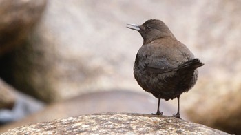 カワガラス 烏川渓谷緑地 2024年3月25日(月)