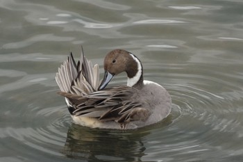 オナガガモ あぶくま親水公園 2021年10月23日(土)