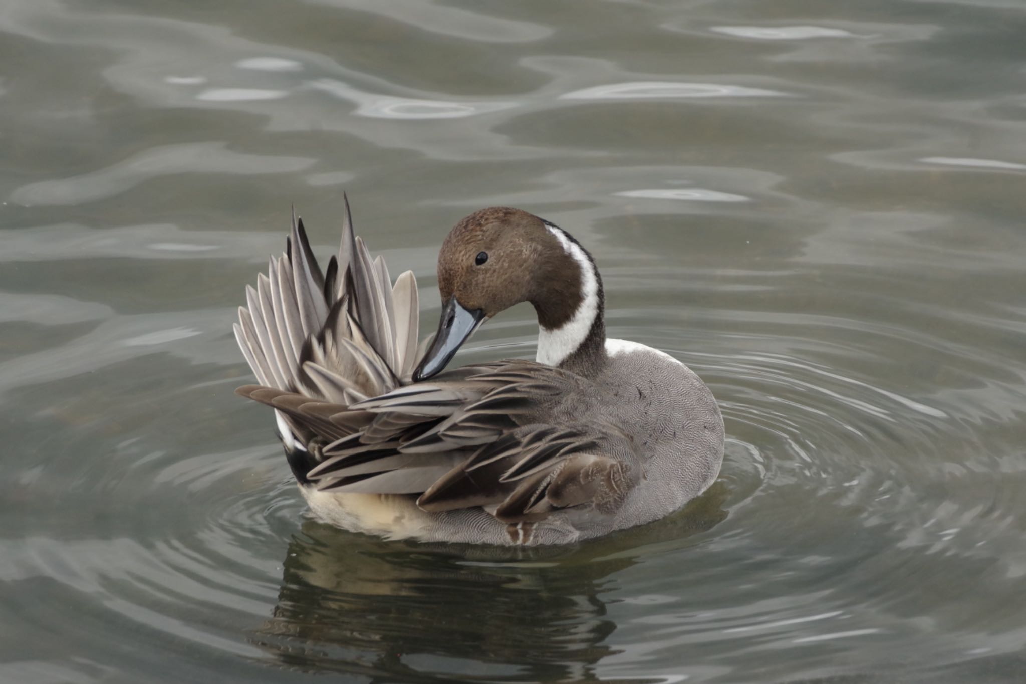 Photo of Northern Pintail at あぶくま親水公園 by 015