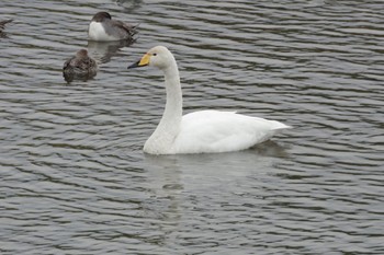 Whooper Swan あぶくま親水公園 Sat, 10/23/2021