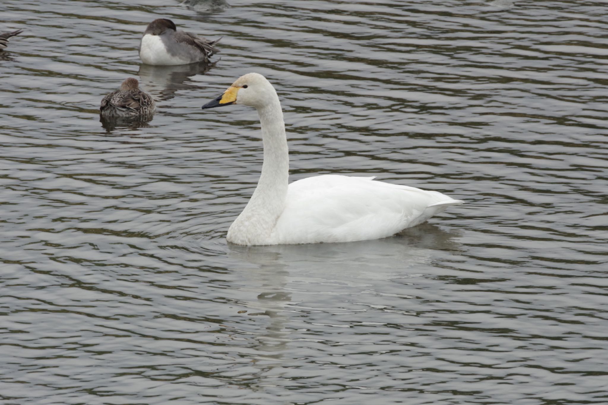 Photo of Whooper Swan at あぶくま親水公園 by 015