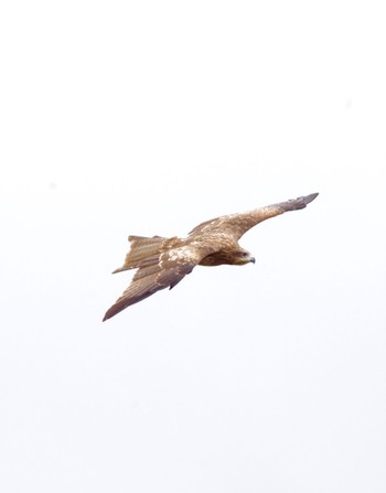 Black Kite あぶくま親水公園 Sat, 10/23/2021