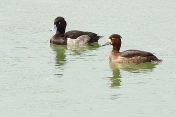 Tufted Duck あぶくま親水公園 Sat, 10/23/2021