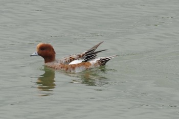 Eurasian Wigeon あぶくま親水公園 Sat, 10/23/2021