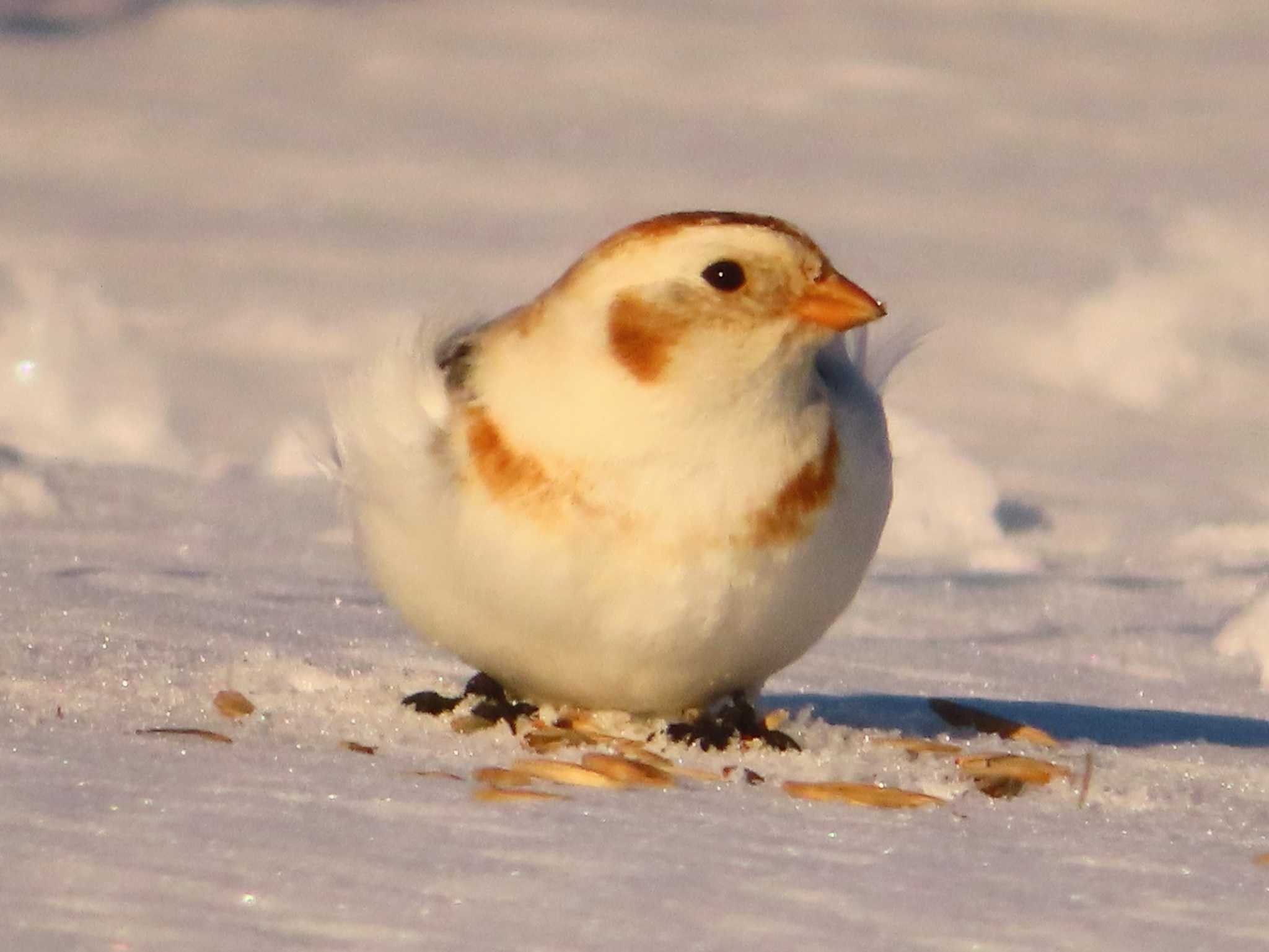 Snow Bunting