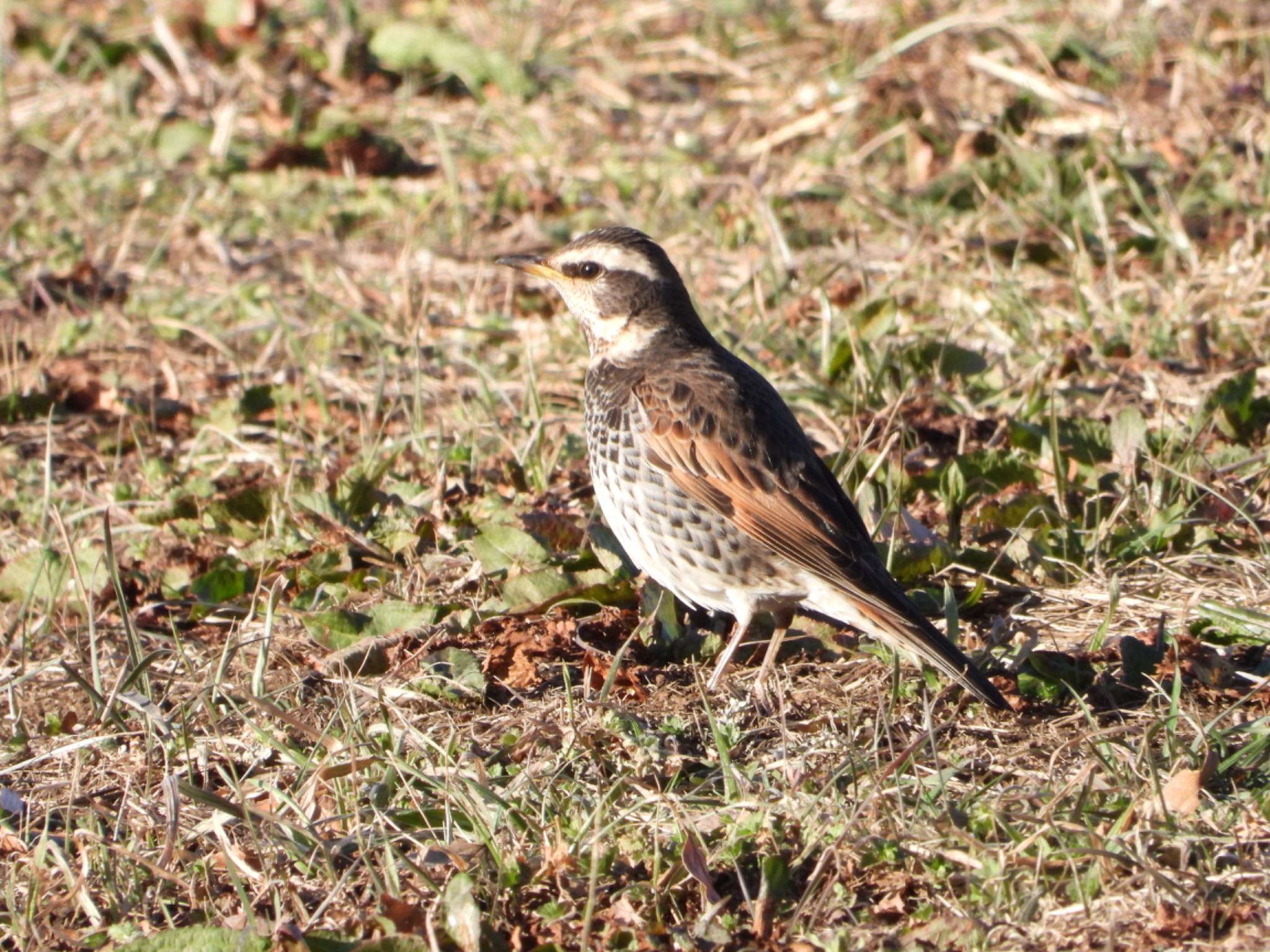 Dusky Thrush