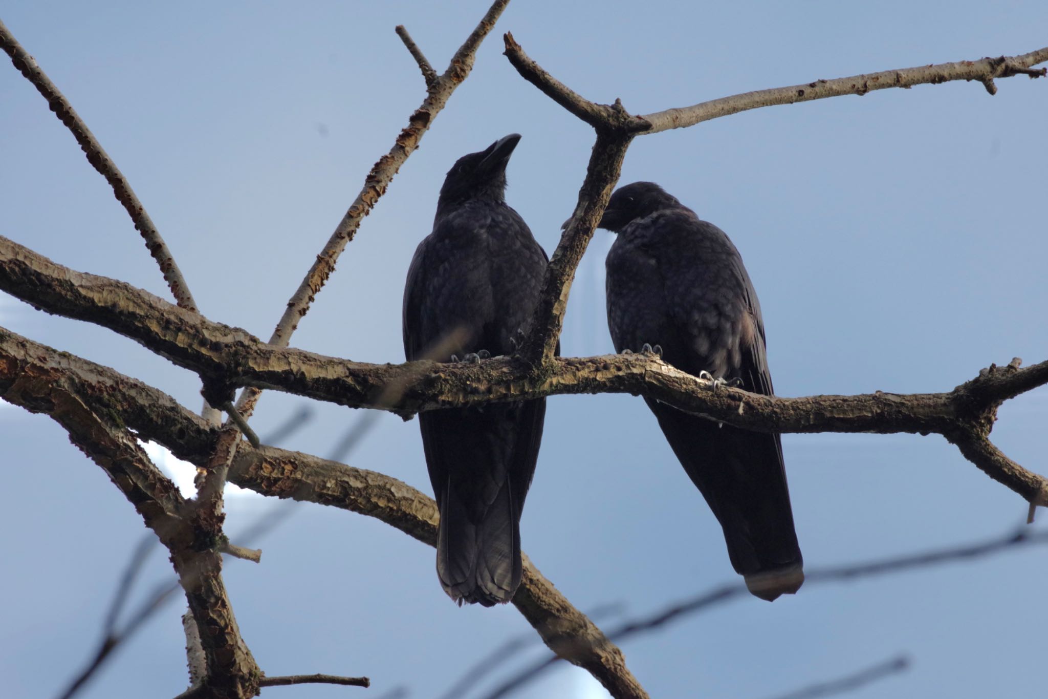 Photo of Carrion Crow at 福島市信夫山 by 015