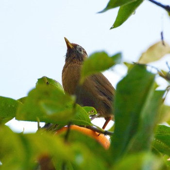 Thu, 10/28/2021 Birding report at 福島市信夫山