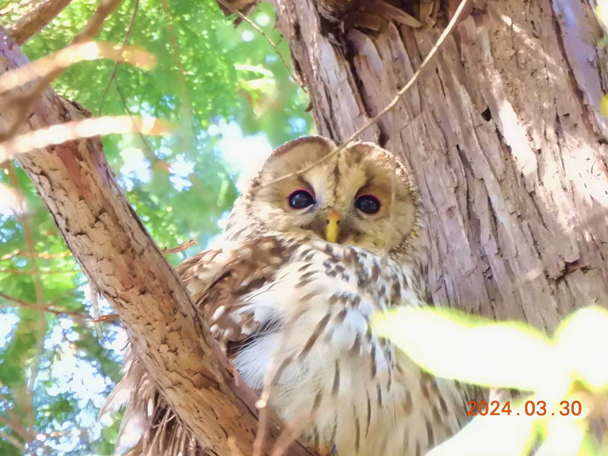 井の頭公園 フクロウの写真