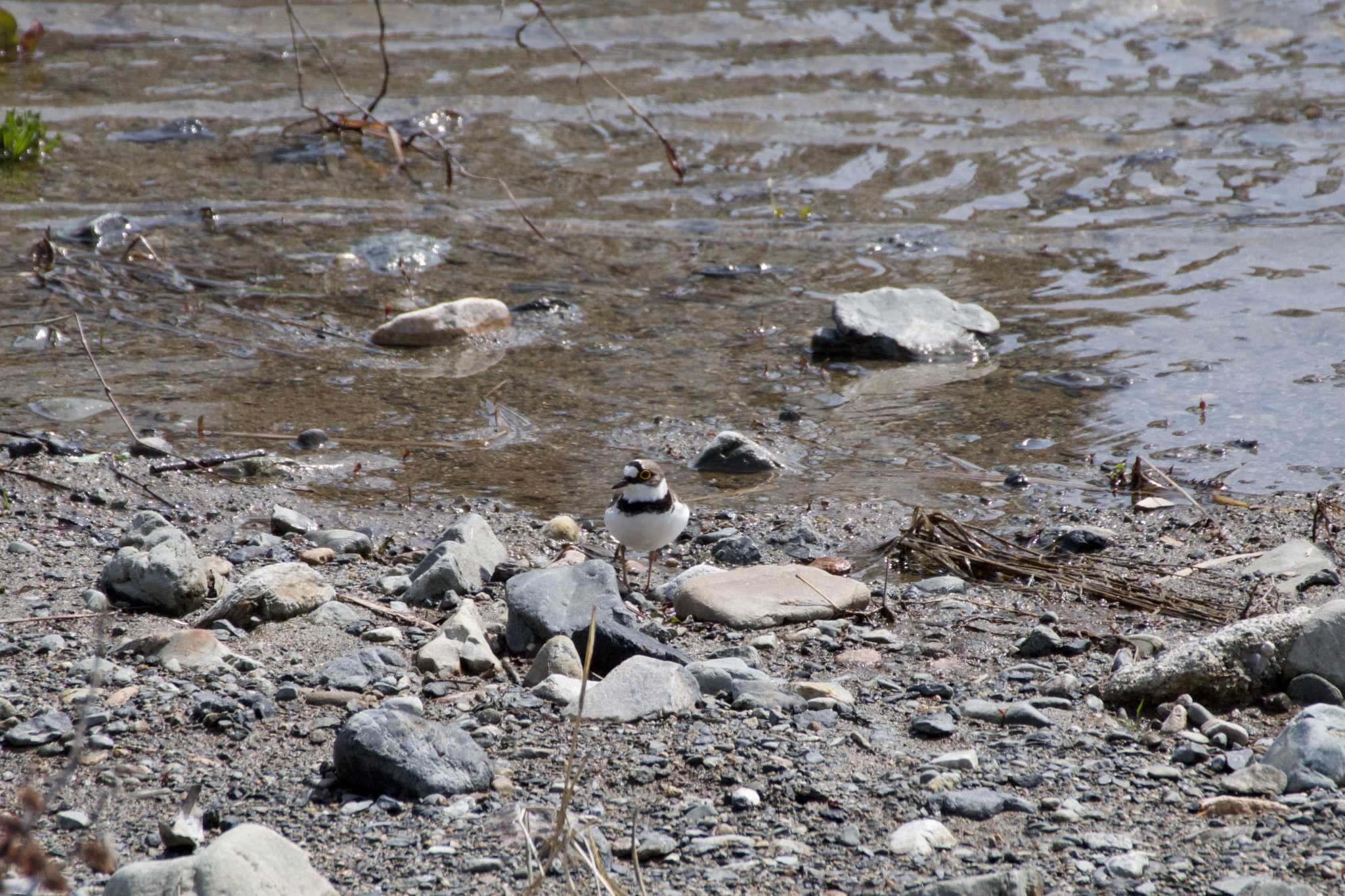 Little Ringed Plover