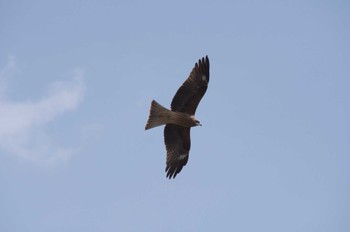 Black Kite 猪名川公園 Sat, 3/30/2024