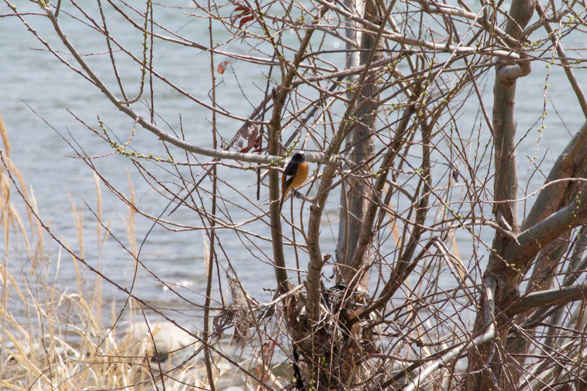 Photo of Daurian Redstart at 猪名川公園 by s.pelican