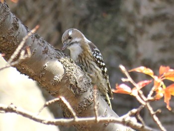 Japanese Pygmy Woodpecker 自宅近辺 Sat, 3/30/2024