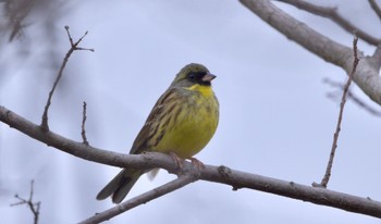 Masked Bunting 田原緑地 Sun, 3/24/2024