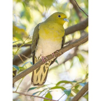 White-bellied Green Pigeon 西宮市 広田神社 Fri, 3/29/2024