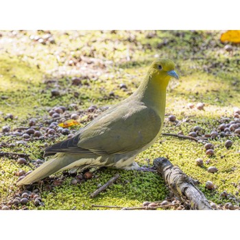 White-bellied Green Pigeon 西宮市 広田神社 Fri, 3/29/2024