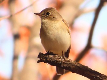 Red-breasted Flycatcher まつぶし緑の丘公園 Sun, 3/3/2024