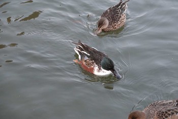 ハシビロガモ 昆陽池公園 2018年12月18日(火)