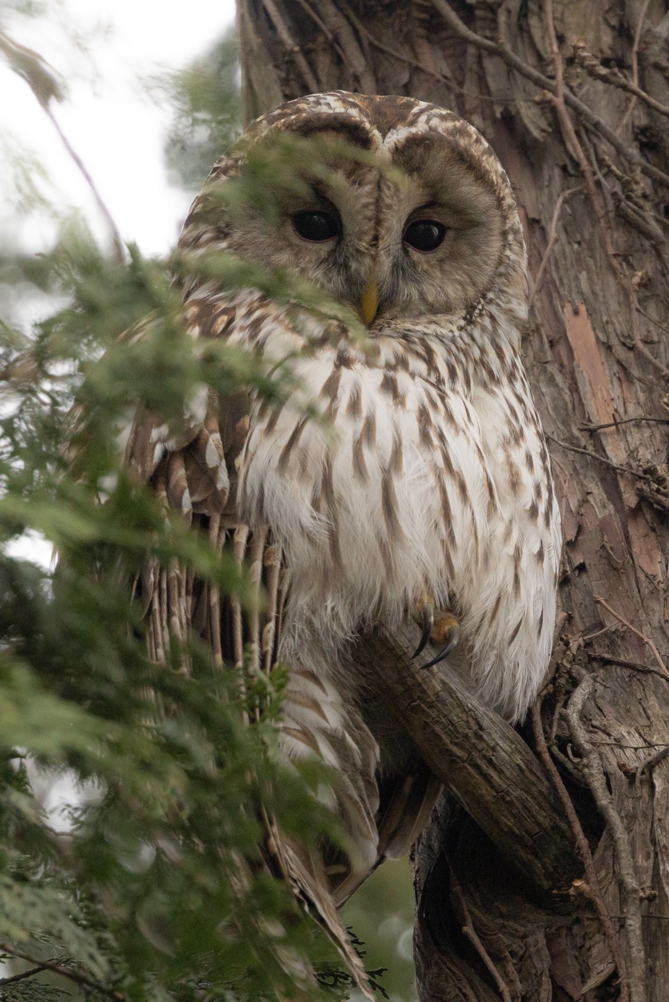 Photo of Ural Owl at Inokashira Park by takumi