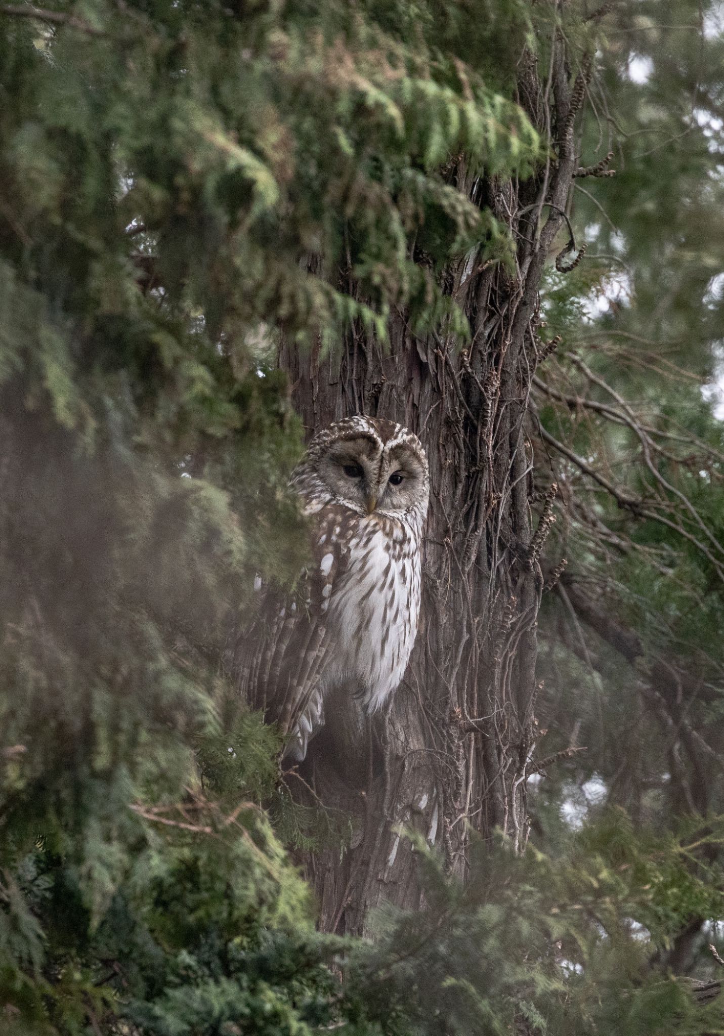 井の頭公園 フクロウの写真