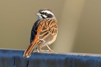 Meadow Bunting 愛知県 Wed, 3/27/2024