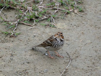 Little Bunting 長崎県 Mon, 3/25/2024