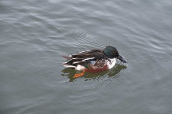 ハシビロガモ 昆陽池公園 2018年12月18日(火)