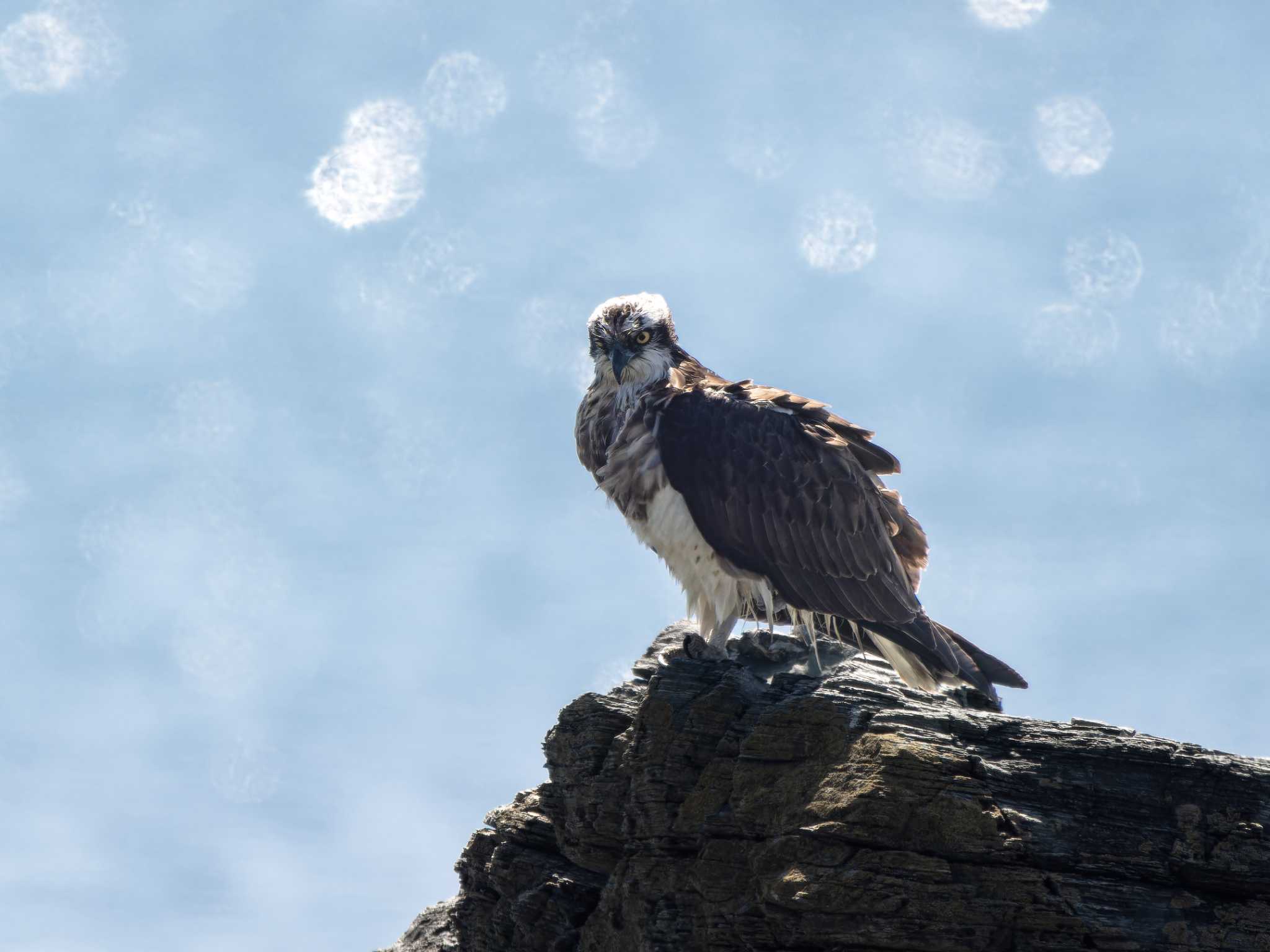 Photo of Osprey at 長崎県 by ここは長崎