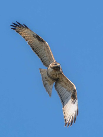 Eastern Buzzard 長崎県 Wed, 3/13/2024