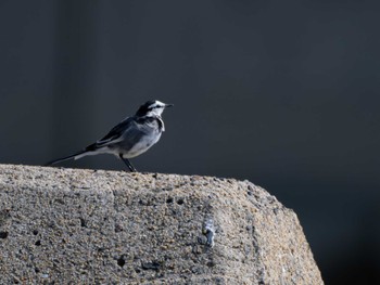 White Wagtail 長崎県 Wed, 3/13/2024