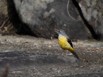 Grey Wagtail 長崎県 Thu, 3/14/2024